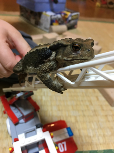 カエルを触ったら必ず手を洗う ガマガエルの性質 コオロギの繁殖はじめました Dragon Mama Project カエルを触ったら必ず手を洗う ガマガエルの性質 コオロギの繁殖はじめました Dragon Mama Project