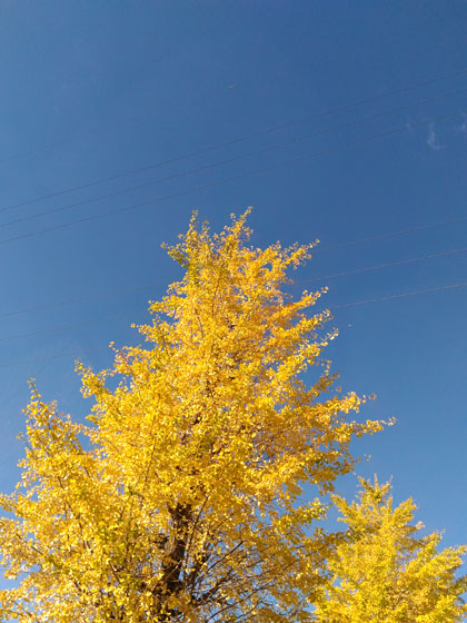 c0335348_17571274.jpg
