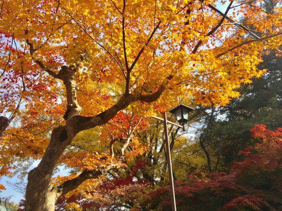 信貴山の紅葉_e0083155_22482882.jpg