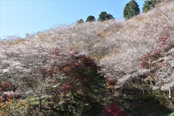 川見四季桜の里_e0170058_17002182.jpg