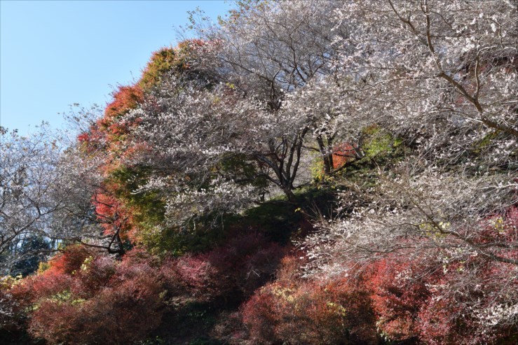 川見四季桜の里_e0170058_17002756.jpg