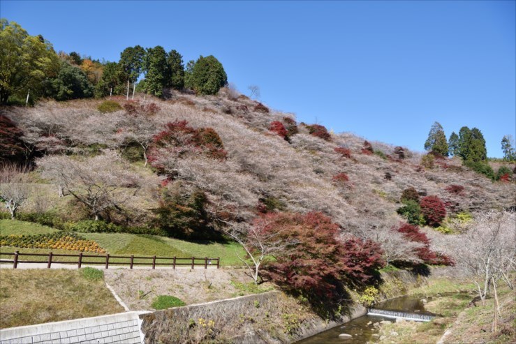 川見四季桜の里 尾張名所図会を巡る 川見四季桜の里 尾張名所図会を巡る