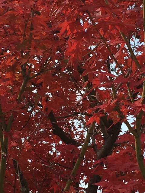 岡崎 疎水あたり_f0363168_17185210.jpeg