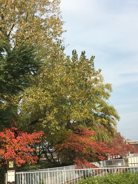 岡崎 疎水あたり_f0363168_17211285.jpeg