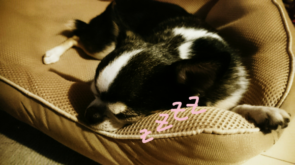 睡眠過多☆きりかえ??_a0349374_19383973.png