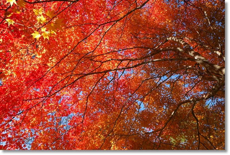 紅葉_c0054876_1464352.jpg
