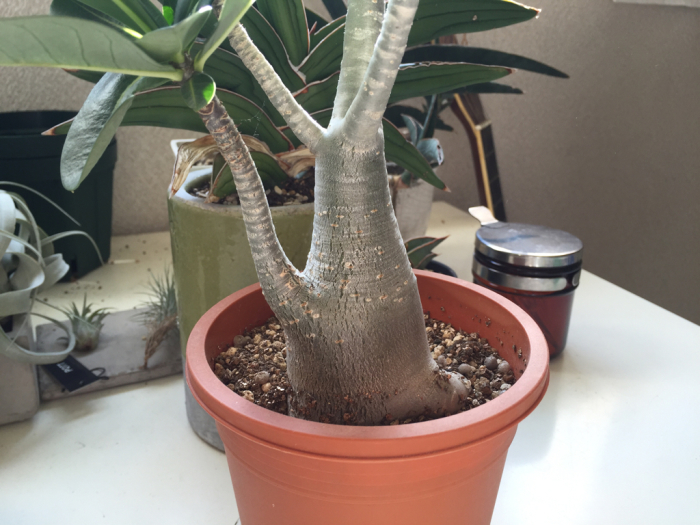 アデニウム アラビクム(アラビカム)【観葉植物 3.5号鉢Mサイズ】｜ 【植物のＩＴＡＮＳＥ】全品送料無料・即出荷!