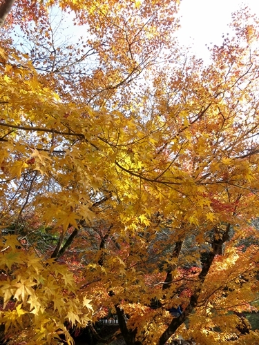 閑谷学校で紅葉を楽しむ_f0299682_15252030.jpg