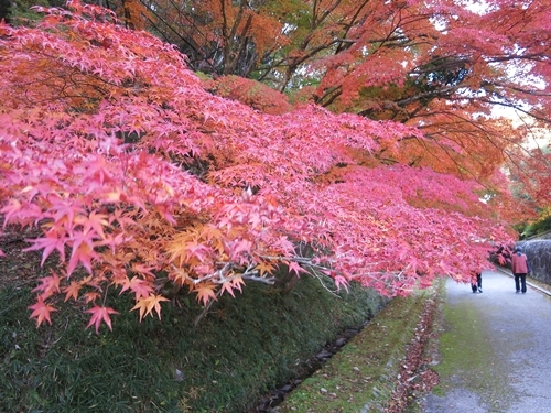 閑谷学校で紅葉を楽しむ_f0299682_15260401.jpg