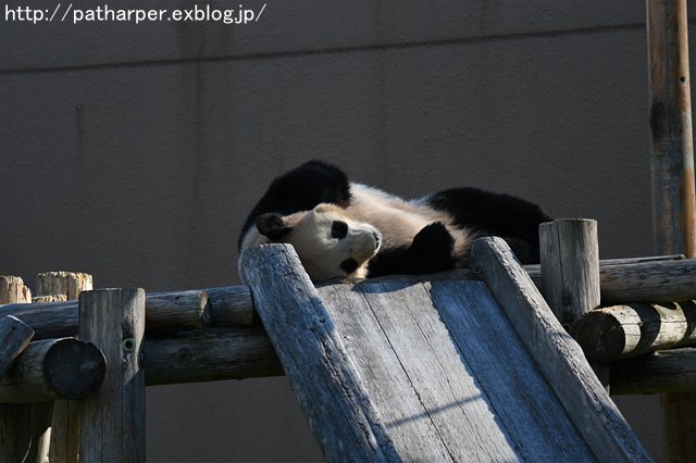 ２０１６年１１月　白浜パンダ見隊　その１_a0052986_736229.jpg