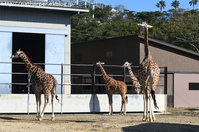 ２０１６年１１月　白浜パンダ見隊　その１_a0052986_7395217.jpg