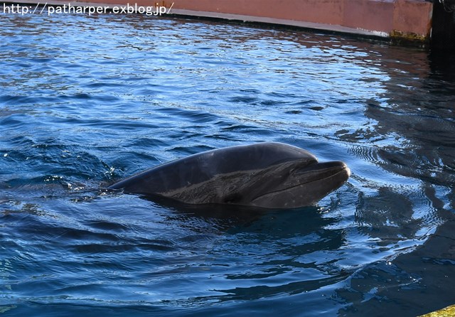 ２０１６年１１月　白浜パンダ見隊　その１_a0052986_7485150.jpg