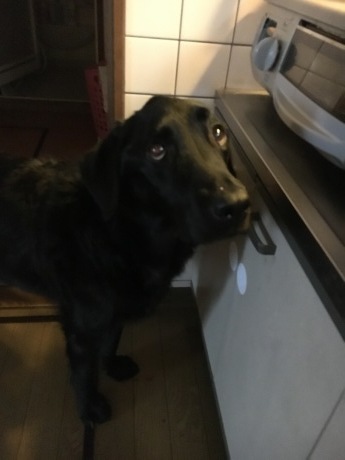 e0160787_21320336.jpeg