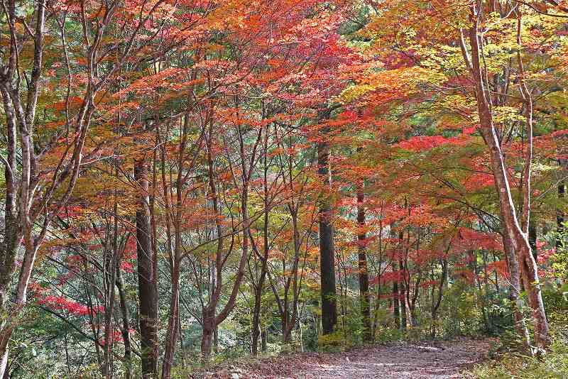 奥三河の紅葉_f0000789_1845385.jpg