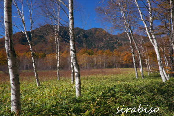 紅葉とシラカバ林_e0142993_533498.jpg