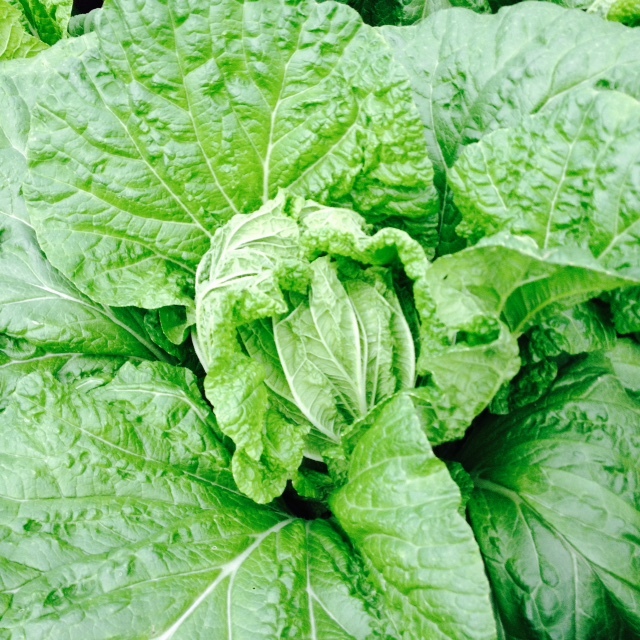 葉野菜_f0204295_13502242.jpg