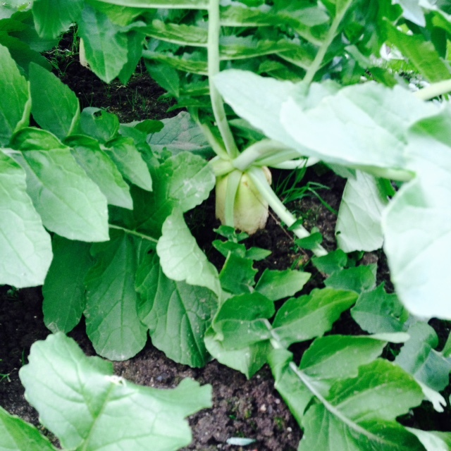 葉野菜_f0204295_13515128.jpg