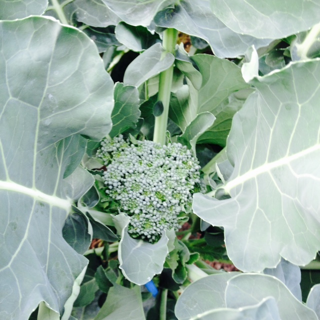 葉野菜_f0204295_13531054.jpg