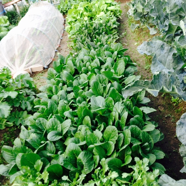 葉野菜_f0204295_13551399.jpg