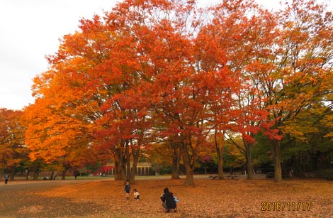 茅ヶ崎市中央公園の紅葉 杉ちゃんが行く 6