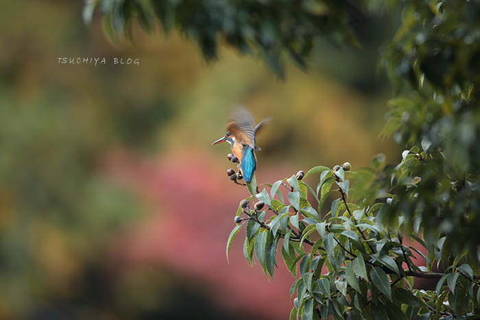 紅葉バックのどんぐりとカワセミ_d0053309_20393133.jpg