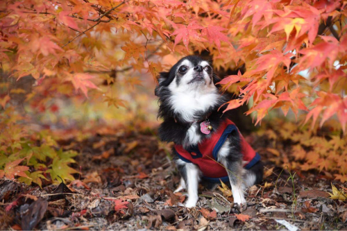 2016年の紅葉＆プッチ＆シータ②_e0177509_00043396.jpg