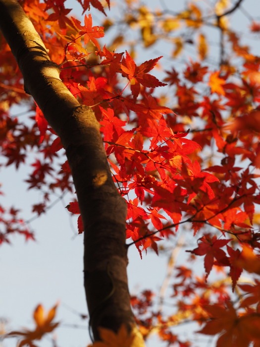 近所の裏山の紅葉_c0116915_2347717.jpg