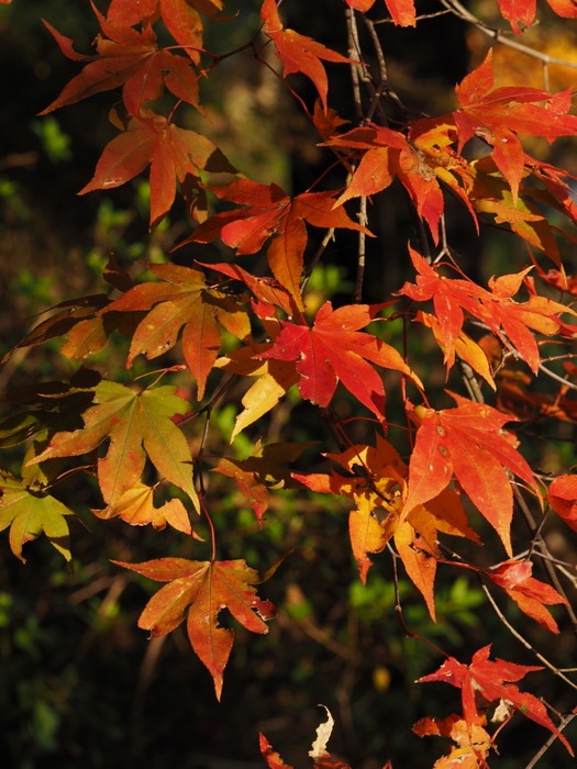 近所の裏山の紅葉_c0116915_23492752.jpg