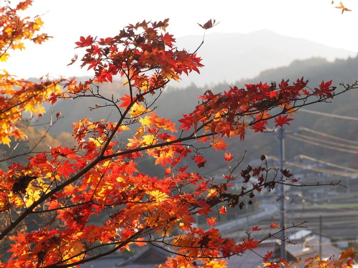 近所の裏山の紅葉_c0116915_2349924.jpg