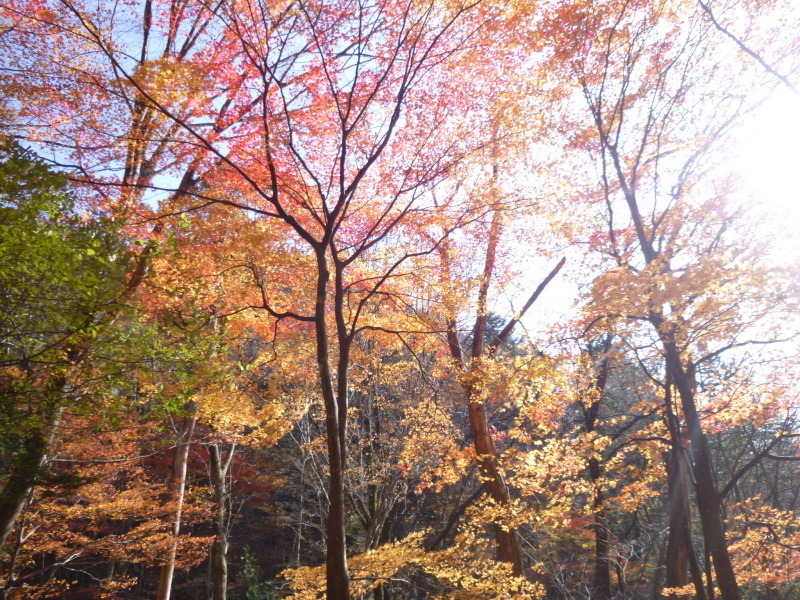 今日のお気に入り写真　簗谷山 (1,213.7M)　　間に合った紅葉_d0170615_08564992.jpg