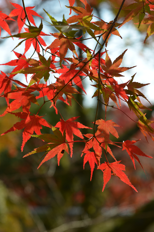 久安寺 の 美しい 紅葉_d0207515_23472474.jpg