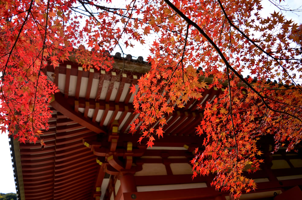 久安寺 の 美しい 紅葉_d0207515_23495832.jpg