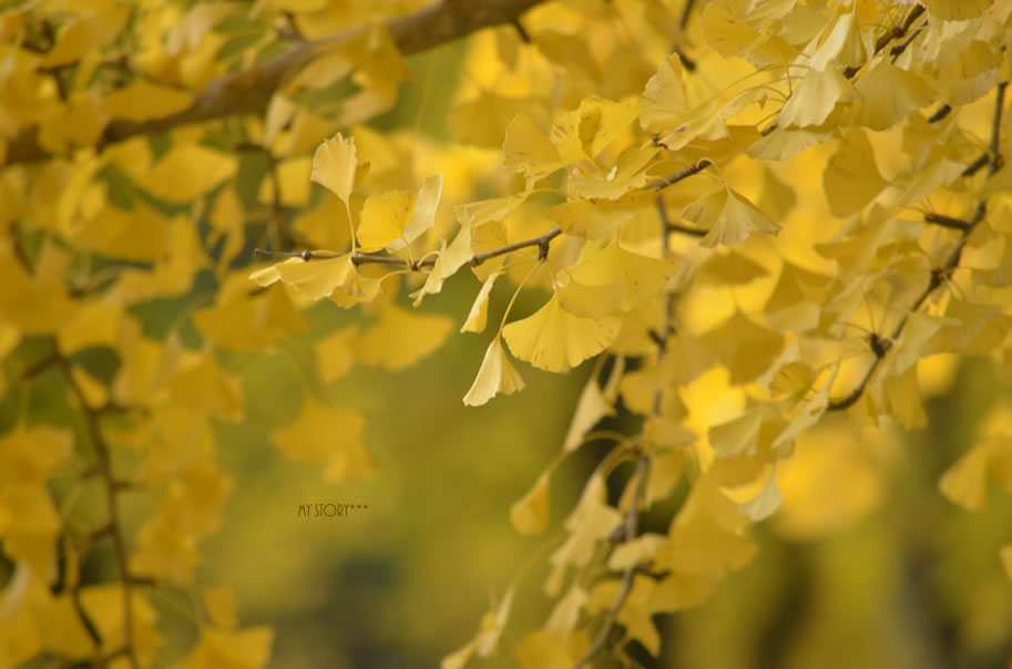 久安寺 の 美しい 紅葉_d0207515_23585429.jpg