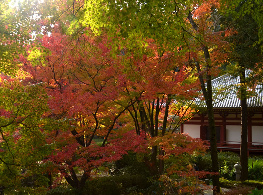 久安寺 の 美しい 紅葉_d0207515_2358944.jpg