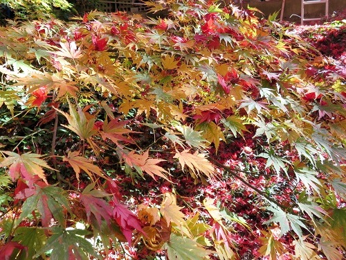 c0084117_19281467.jpg