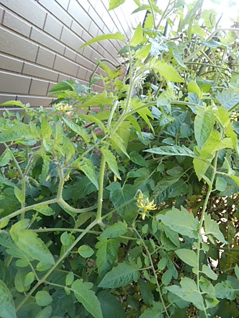 c0150520_23515972.jpg
