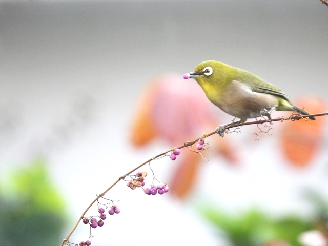 庭にご來鳥 冬の鳥ジョウビタキ メジロ シジュウカラ スズメ 16 11 17 In Tokyo むっちゃんの花鳥蝶風月 鳥 猫 花 空 山