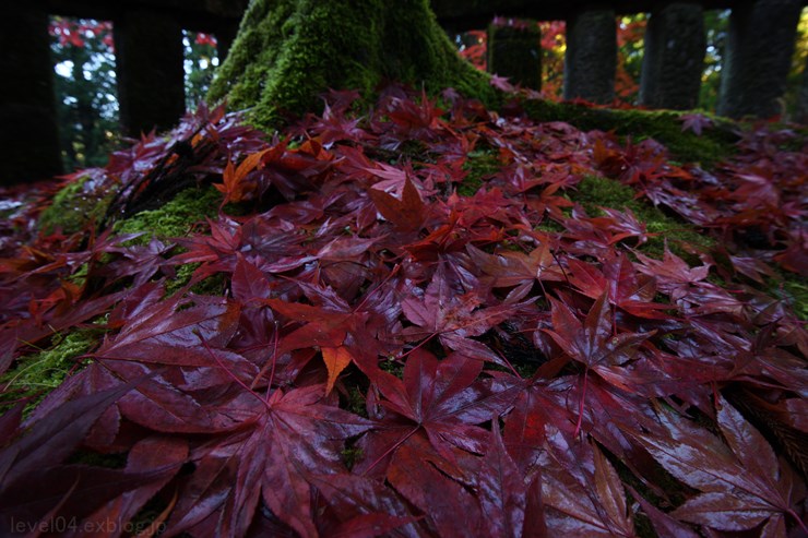 日光 輪王寺 大護摩堂 ～紅葉～ 2_d0319222_923487.jpg