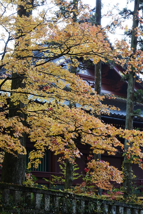 日光 輪王寺 大護摩堂 ～紅葉～ 2_d0319222_924219.jpg