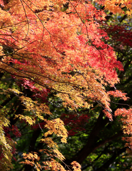 (7)「自然と紅葉」のトップページ　自然と紅葉」「自然の美と美」「紅葉求めて」「紅葉を求めて」_f0033831_20185069.jpg