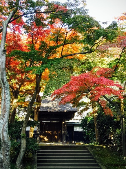 北鎌倉 円覚寺の紅葉_d0269832_08380100.jpg