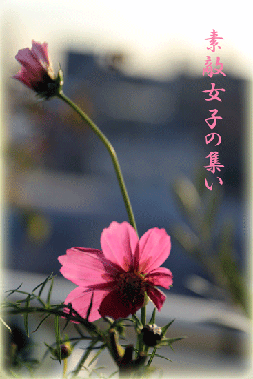 a0245136_18071702.gif