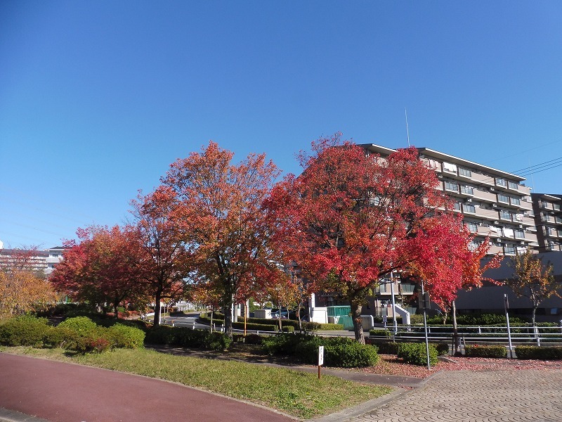 桃花台城山の公園の紅葉_b0286737_06361824.jpg