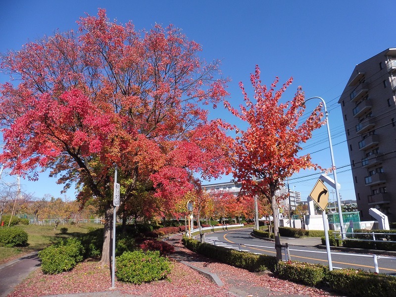 桃花台城山の公園の紅葉_b0286737_06363206.jpg