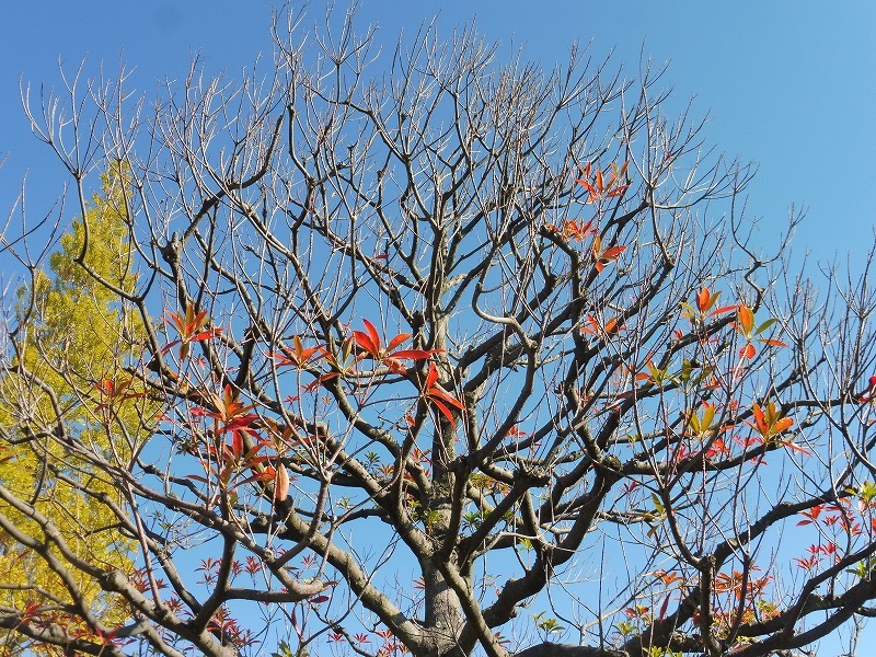 桃花台城山の公園の紅葉_b0286737_06384397.jpg