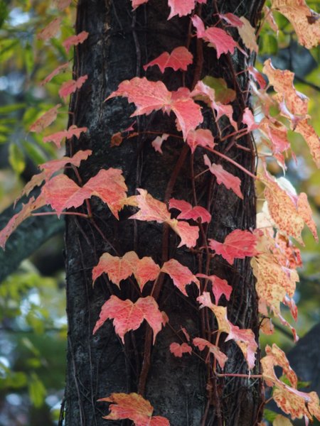 ひろしま美術館の蔦紅葉_b0190540_21135028.jpg