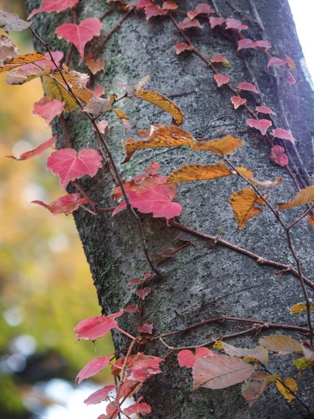 ひろしま美術館の蔦紅葉_b0190540_2113677.jpg