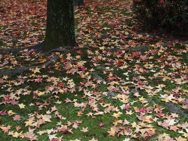 ひろしま美術館の蔦紅葉_b0190540_21151581.jpg