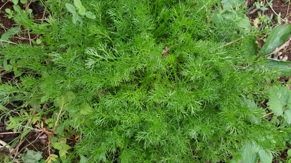 f0357044_06164578.jpg