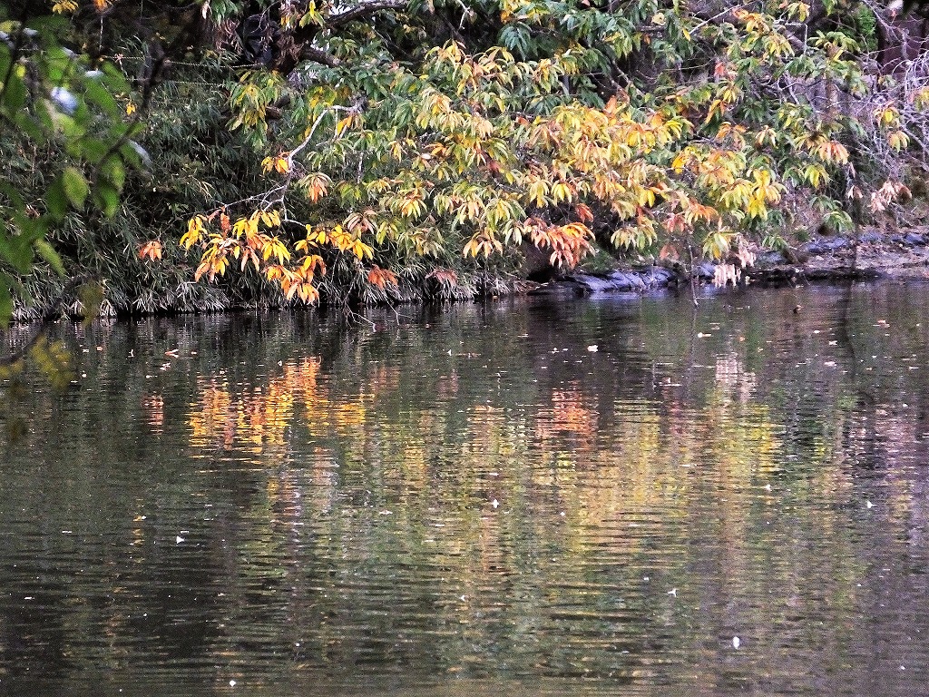 坂田が池公園で　続き　　　　　　_b0236251_11253128.jpg